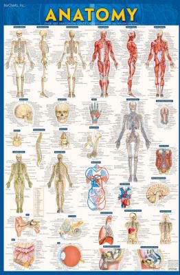 ANATOMY POSTER LAMINATED UPDAT