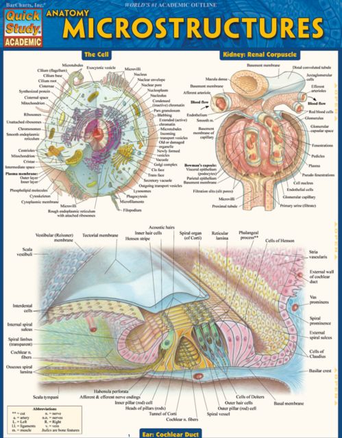 ANATOMY MICROSTRUCTURES