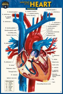 ANATOMY OF THE HEART