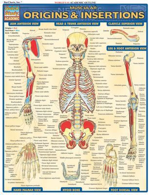 MUSCULAR ORIGINS & INSERTIONS